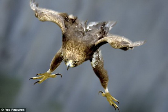 金雕发现猎物,眼睛睁得大大的,同时翅膀向后展开,伸展出强有力的爪子.
