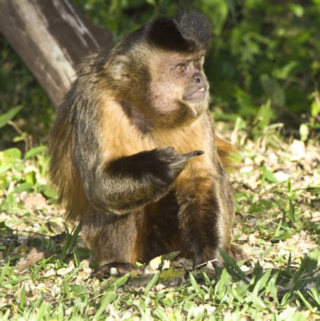 新奇动物图片:罕见金刚鹦鹉接吻 迷你树蛙蹲坐