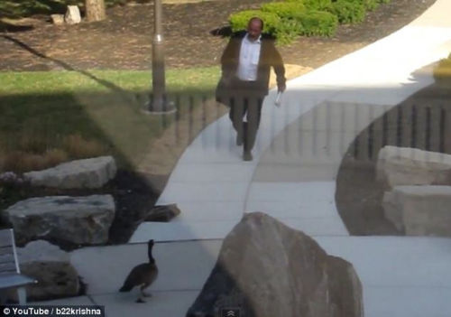 野鹅化身愤怒大鸟追打挡路男子并获胜(图)