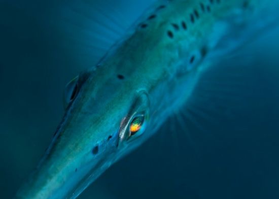 图文:自然类单幅三等奖-加勒比喇叭鱼