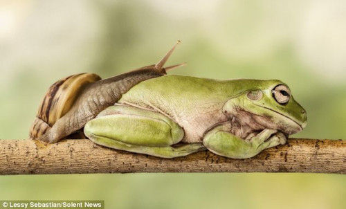 青蛙在树枝午睡挡道 大胆蜗牛从其身上爬过(图)