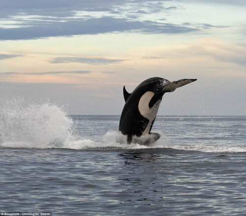 虎鲸跳跃出水面捕海豚将其当玩具玩弄图