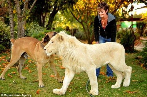 ͢���ڰ��ݵġ�����԰�����кܶ�����ѣ���õ����Ѿ�����ֻ��Ϊ���������Թ���