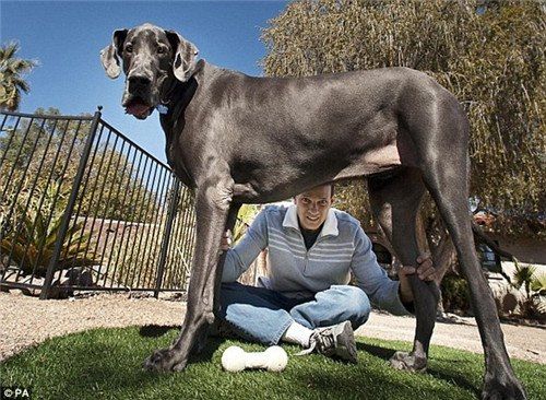 全球最高大狗去世站立身高2.2米比肩姚明(图)|