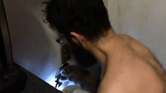 5周大小浣熊被卡墙壁内好心夫妇凿墙营救(图)