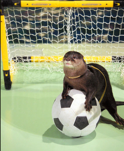 日本海狮水獭配合世界杯踢足球 攻防有序(图)