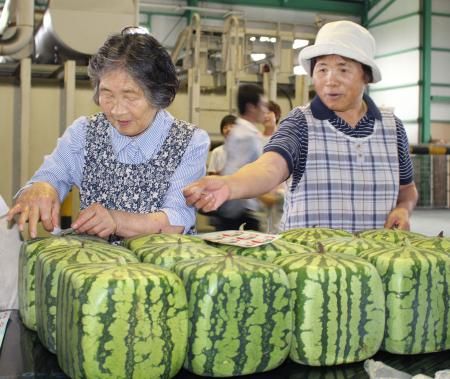 日本方形西瓜开始发售 每只合人民币500元(图