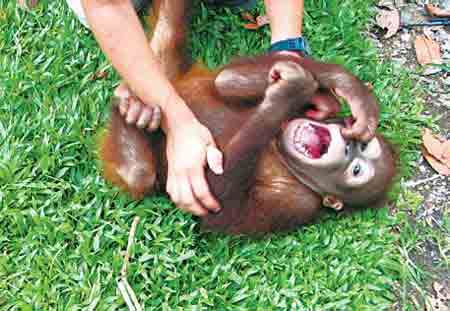 A baby orangutan laughs while being tickled, in Sabah, Malaysian Borneo. Scientists say they've traced the origin of laughter into humankind's evolutionary past(Agencies)