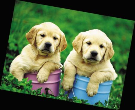 爱宠人士:带宠物一起顺利移民(图)