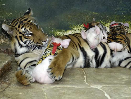 tiger-piggies