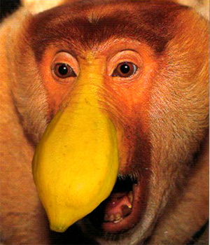 Proboscis(long-nosed monkey)Ǻ