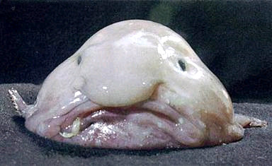 blobfish (psychrolutes marcidus):水滴鱼