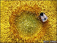 a bee collecting pollen