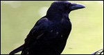 A crow