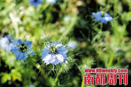 صĻ֮( Love-in-a-mist)