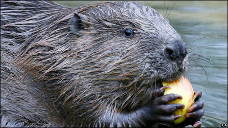 Beaver