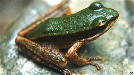 A Rana Compotrix B frog, Laos