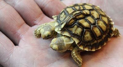 ����˫ͷ���ȹ����� ���Ʒ�������