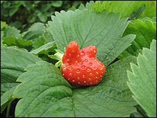 An odd shaped strawberry