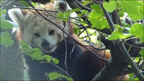 the red panda is an endangered species