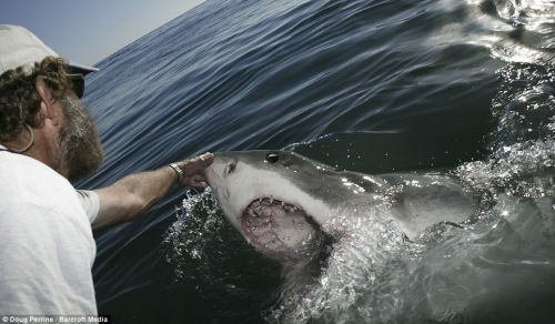 鲨鱼催眠师安德烈·哈特曼在引诱一条大白鲨出来后,迅速挠它的鼻口