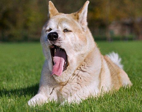 Dogs can 'catch' yawns from humans -- but it seems to work best when there's a bond between dog and man. 