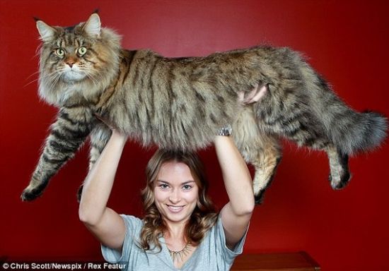 Larger than life: Natalie Chettle holds her mother's giant cat Rupert over her head. 