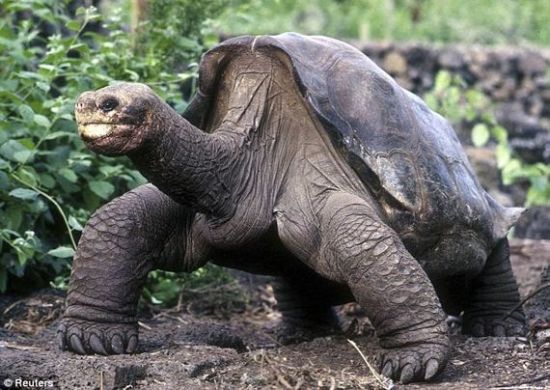 pinta giant tortoise