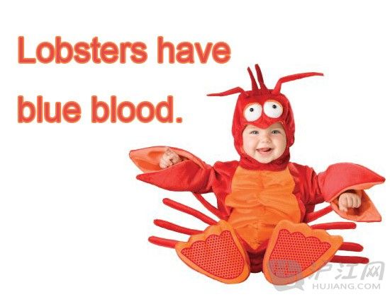 Lobsters have blue blood. 