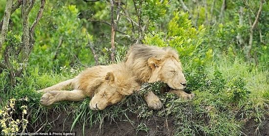 5���Ӻ�������ֻʨ��˯���ˡ�