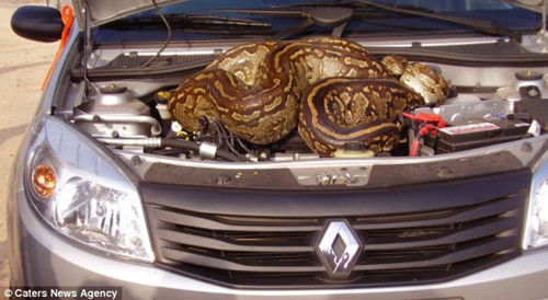 英国夫妻玛琳·斯沃特和莱昂·斯文尼普日前驾车前往南非克鲁格国家公园度假时，一条大蟒蛇爬进他们的车内。