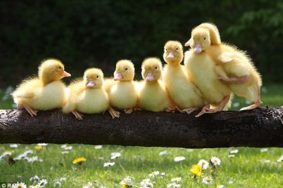 超萌小鸭子照      它们出生才3天,却并不妨碍其中某"小鸭"成为淘气包
