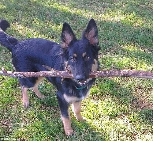 �¹ʷ���ǰ�����ǡ���һֻ�ǳ�������С��