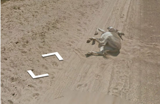 谷歌街景拍摄车被疑撞倒野驴(图)