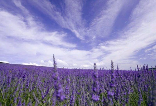 6-Lavender Aromatherapy Set
