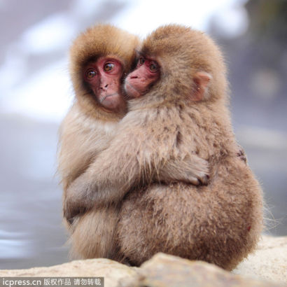 日本雪猴温泉边抱团取暖超有爱(组图)