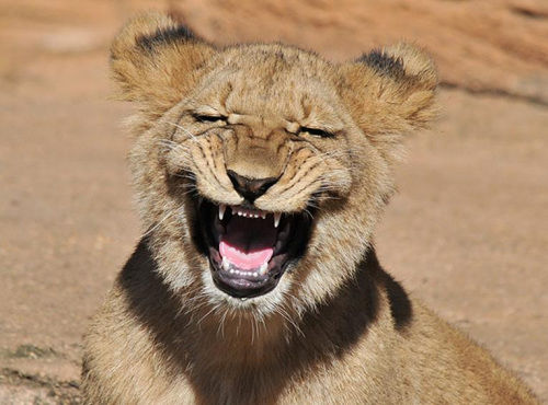 美摄影师抓拍狮子露齿大笑 表情夸张(图)