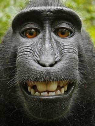 大猩猩玩转相机做鬼脸华丽自拍搞怪
