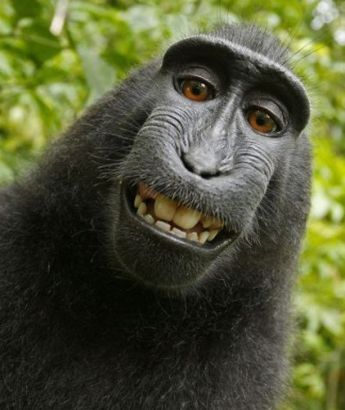 大猩猩玩转相机做鬼脸华丽自拍搞怪