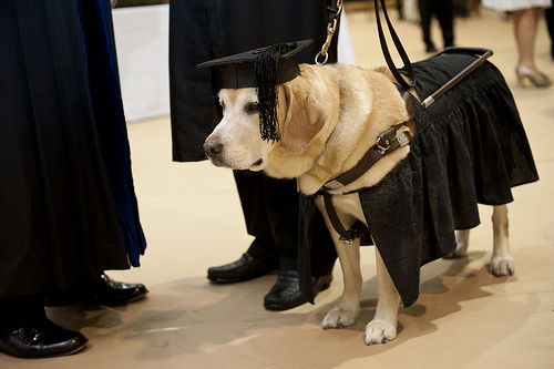 美国狗狗陪主人读完学业被同授硕士学位