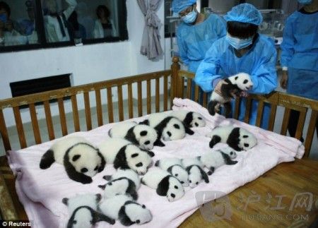 Because pandas are so tiny at birth  weighing around 3oz  and have notoriously poor eyesight, they find it difficult to survive both in captivity and in the wild. èոճʱǳСֻ3˾ңҲóڻػҰ⣬èѳɻ