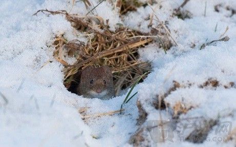 A bank vole peers out from the undergrowth. һֻڹľ