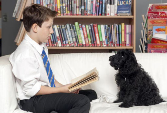组图:英国中学引进小狗助学生阅读塑自信