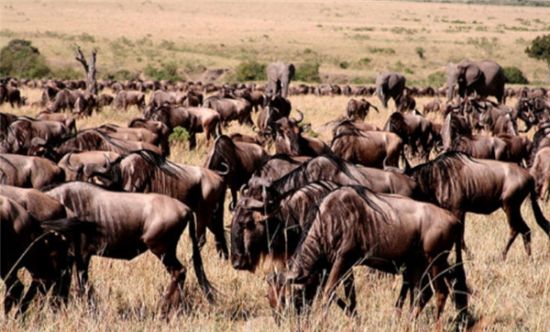 African Safari