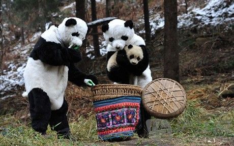 20万年薪陪熊猫 中国最有趣工作新鲜出炉