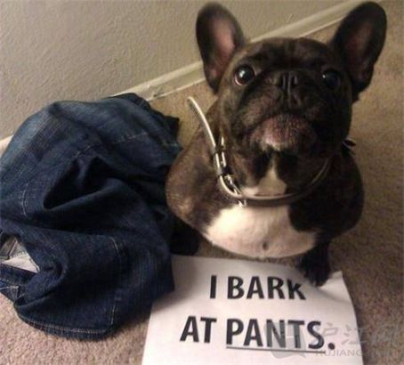 I bark at pants.