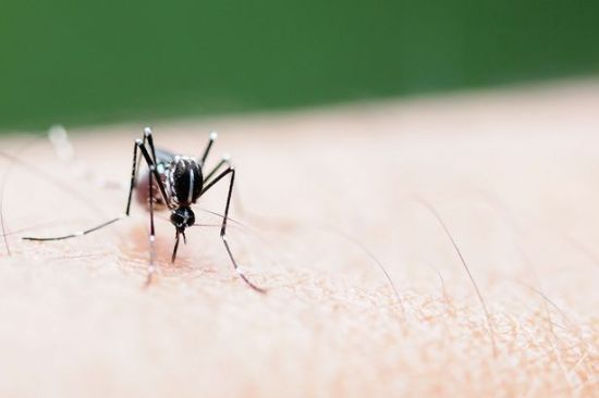4.Mosquito bite victim