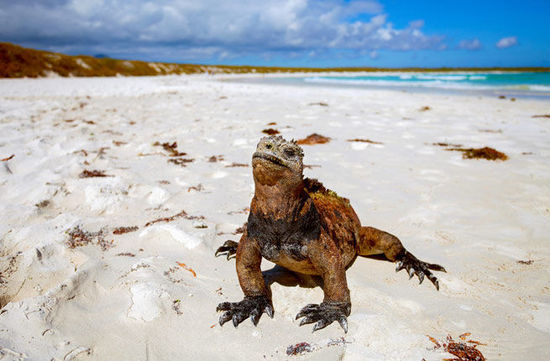 �����͸�Ⱥ��(GALAPAGOS ISLANDS)