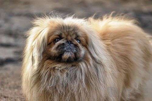 Pekingese ͹