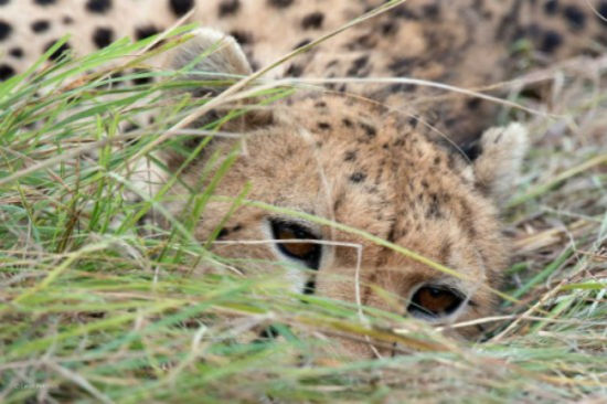 ķޱ. The watchful cheetah. Leon Petrinos, Greece. Finalist 2014, 10 Years and Under. Nikon D800 + 200C400mm f4 lens; 1/640 sec at f6.3 (-0.3e/v); ISO 1600; beanbag.